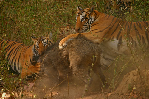 tiger kill